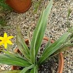Hypoxis argentea Yaprak