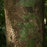 Aniba parviflora Кора