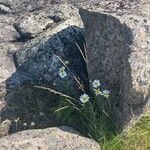 Tripleurospermum maritimum Kwiat