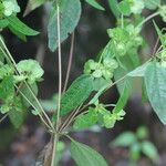 Delilia biflora ᱛᱟᱦᱮᱸ