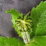 Leucanthemum adustum Blomma