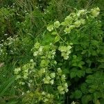 Silene baccifera Lapas