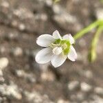 Wahlenbergia linarioides Floare