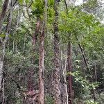 Zanthoxylum caribaeum Bark