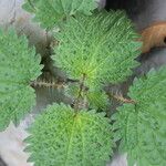 Urtica chamaedryoides Folha