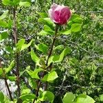 Magnolia liliiflora Habit