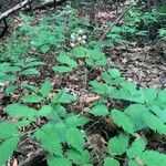 Actaea pachypoda Листок