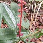 Miconia nervosa Flower