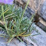 Lomelosia graminifolia Lapas