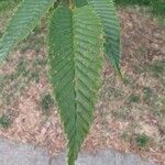 Carpinus japonica Leaf