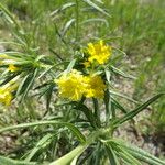 Lithospermum incisum Staniste