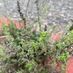 Micromeria nervosa Hoja