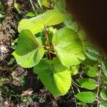 Clerodendrum speciosissimum Листок