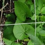 Spananthe paniculata 葉