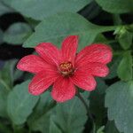 Dahlia spp. Λουλούδι