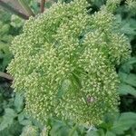 Angelica archangelica Ovoce