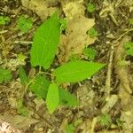 Aristolochia serpentariaLeaf