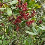 Photinia arbutifolia Ovoce