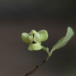 Monanthotaxis obovata Fruit