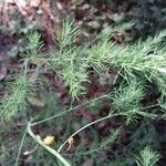 Asparagus tenuifolius Leaf