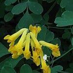 Pseudofumaria lutea Flower