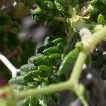 Sarcopoterium spinosum Likasa