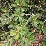 Banksia praemorsa Leaf