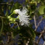 Morisonia verrucosa Flower