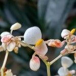 Begonia nelumbiifolia Flor