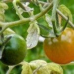 Solanum pimpinellifolium Ffrwyth