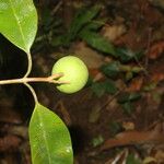 Calophyllum brasiliense Frucht