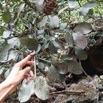 Garcinia pedicellata Hoja