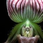 Paphiopedilum callosum Kwiat