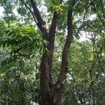 Pterocarpus indicus പുറംതൊലി