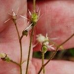 Saxifraga umbrosa Froito