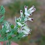 Fumaria parviflora Lorea