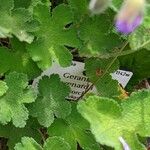 Geranium renardii Leaf