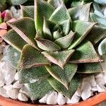 Echeveria purpusiorum Folha