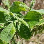 Salix laggeri Feuille