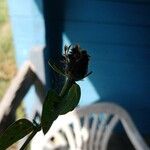 Centaurea nigra Flower