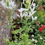 Cleome houtteana Leaf