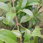 Cornus hongkongensis Leaf