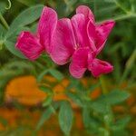 Lathyrus tuberosusBlüte