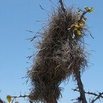 Tillandsia recurvata Blomst