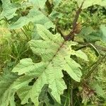 Solanum aculeatissimum Leaf