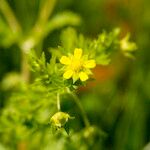 Potentilla supina Liść