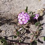 Abronia umbellata Habitus