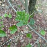 Crataegus rhipidophylla Levél