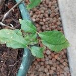 Ficus montana Leaf