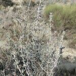 Frankenia corymbosa Hoja